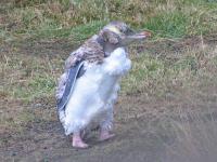 Albums/20060200-New Zealand 2006/20060314-Dunedin/70